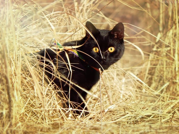 Финалисты конкурса #КотЛета