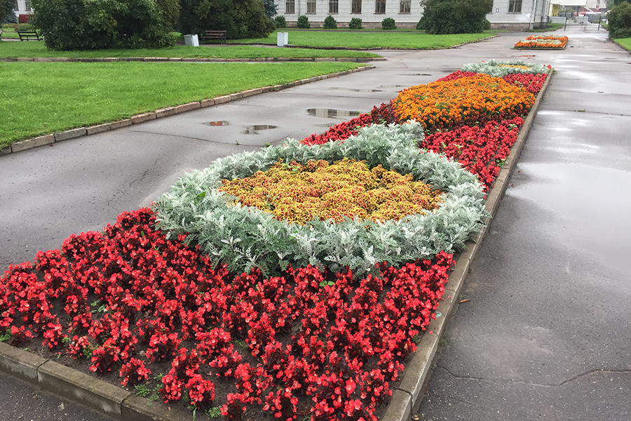 Пёстрые псковские клумбы и цветники