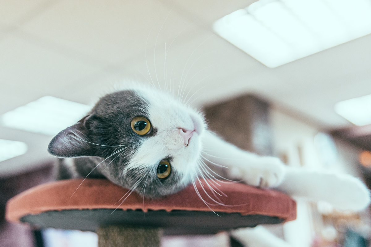 КОТЭдж 4