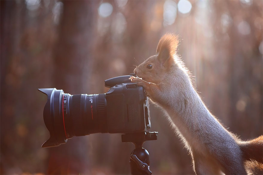 Животные, которые мешают фотографам