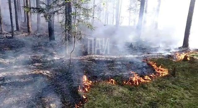 Лесной пожар тушат в Гдовском районе