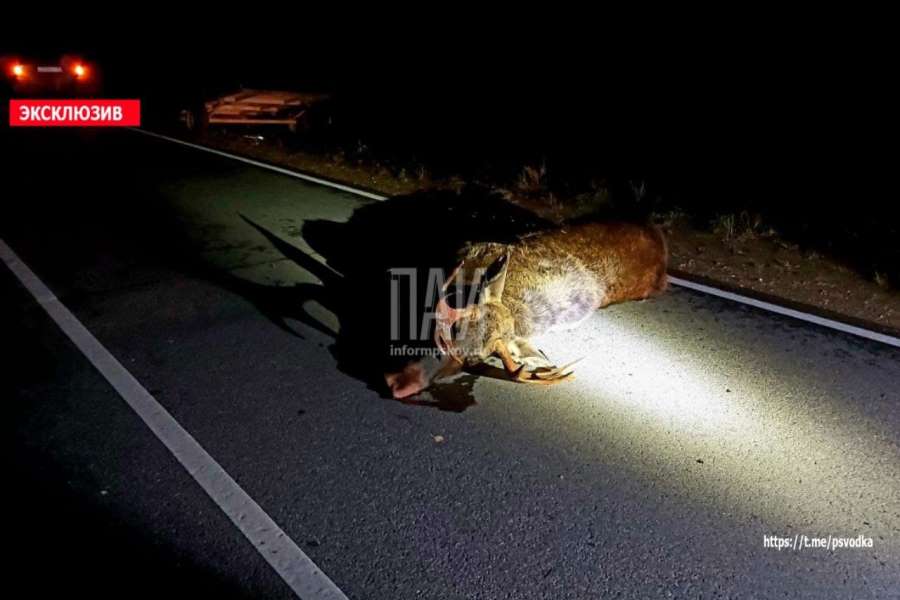 Водитель иномарки сбил лося в Бежаницком районе