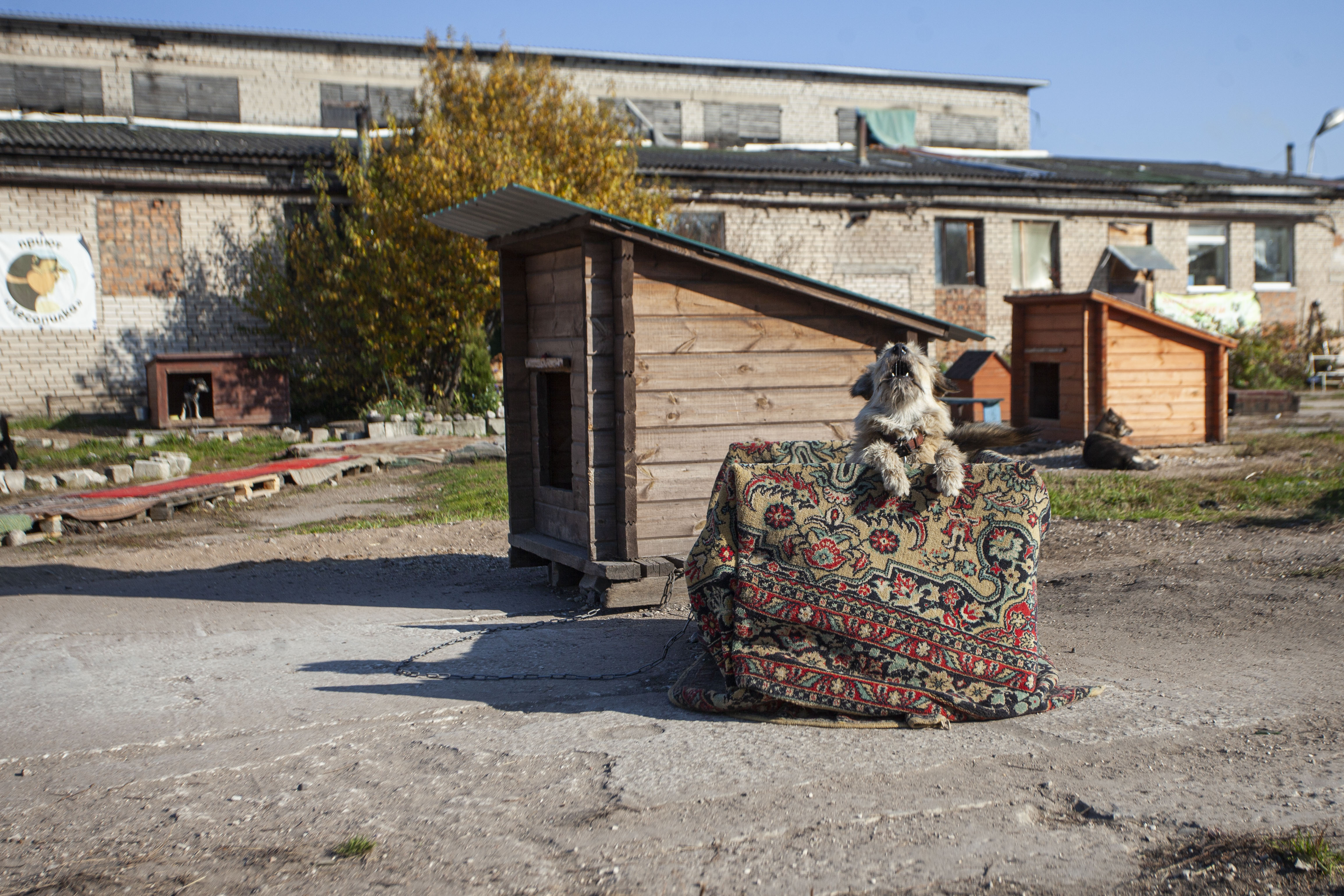 Первых щенков чипировали в псковском приюте «Лесопилка»