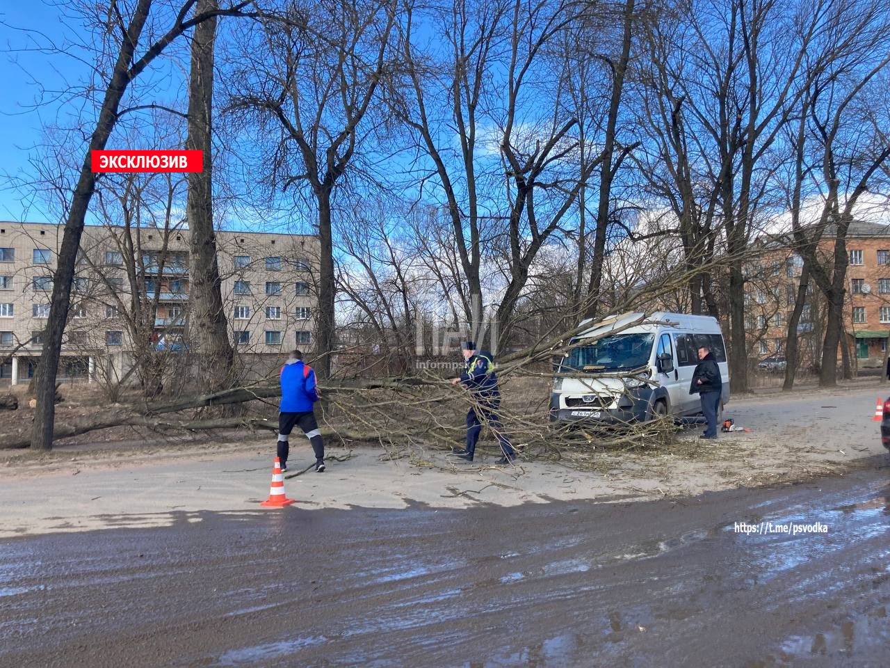 Дерево упало на маршрутный автобус в Великих Луках