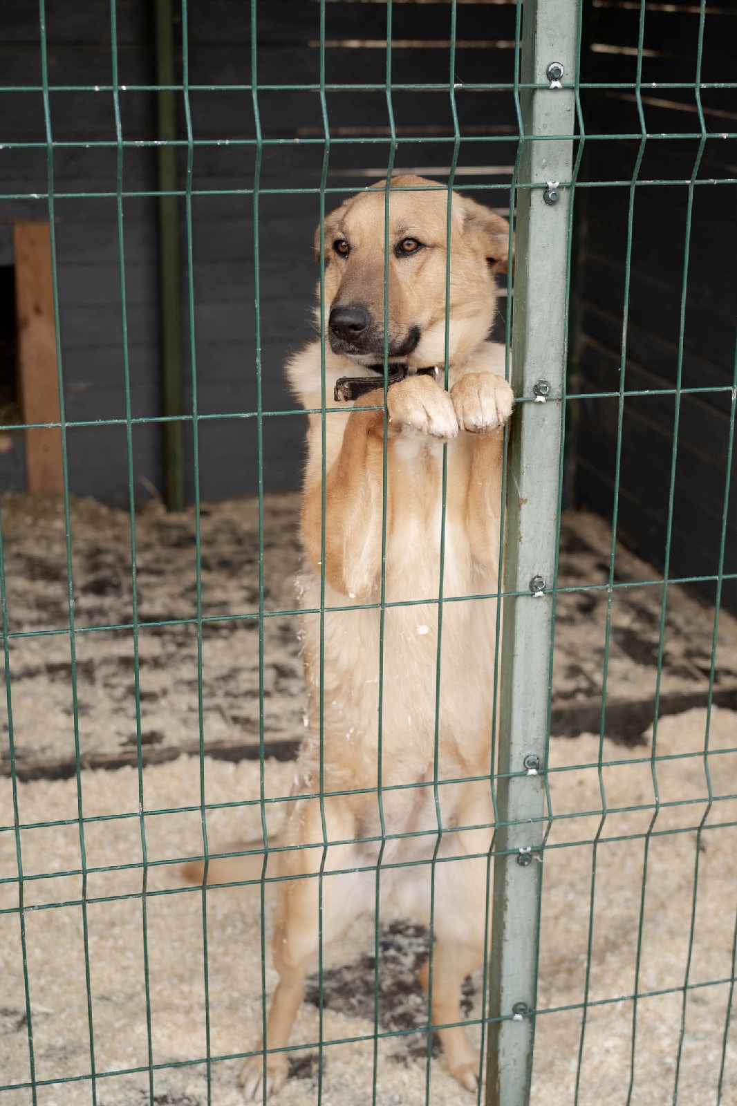 Любаша