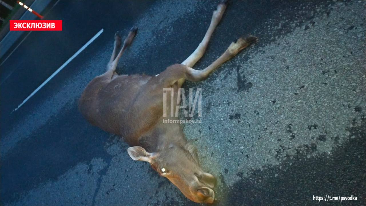 Водитель иномарки насмерть сбил лося в Псковском районе