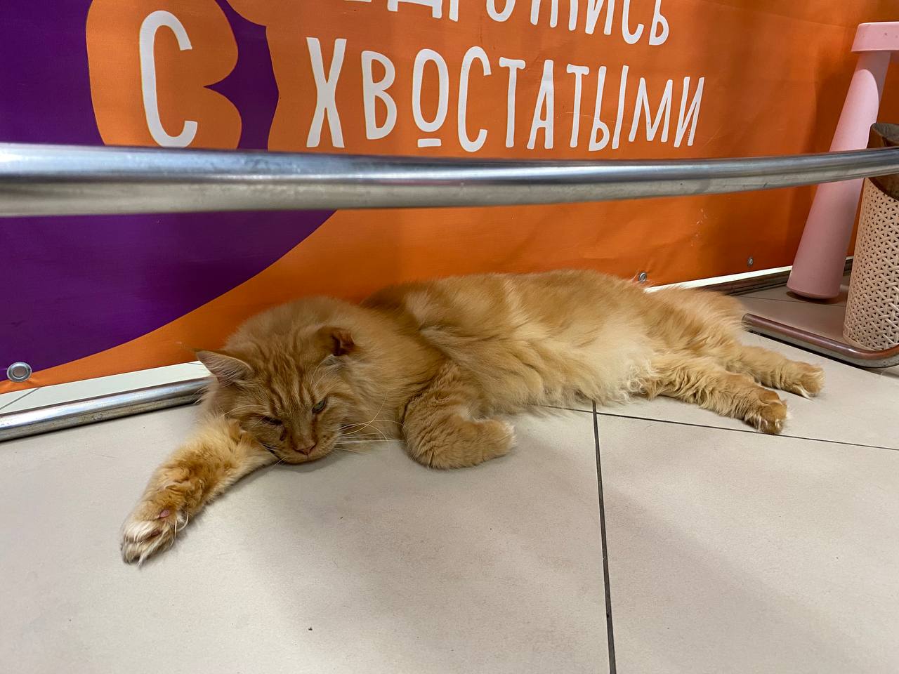 Выставка кошек в ТЦ "Акваполис"