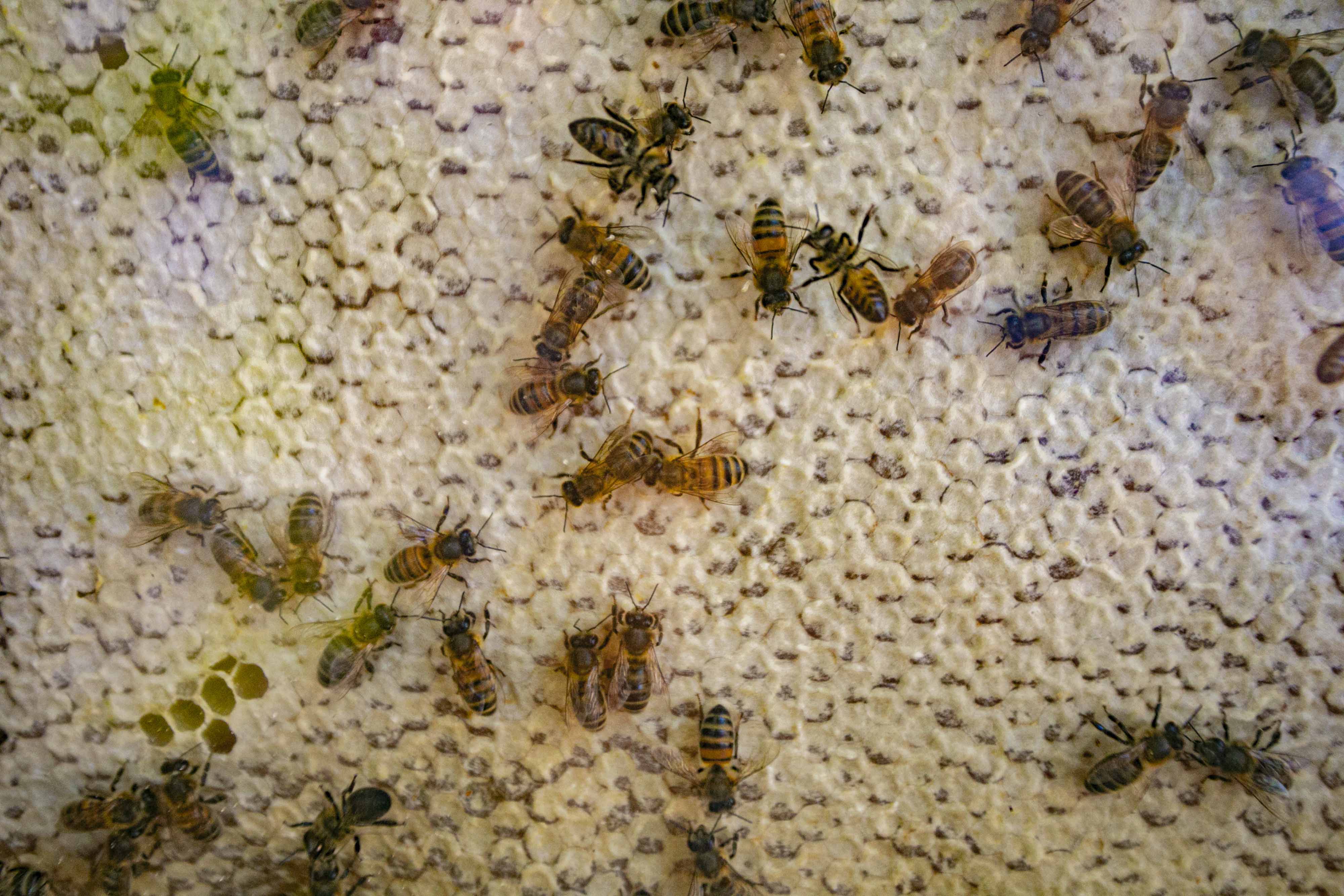 ФОТОРЕПОРТАЖ Где мёд, там и пчёлы