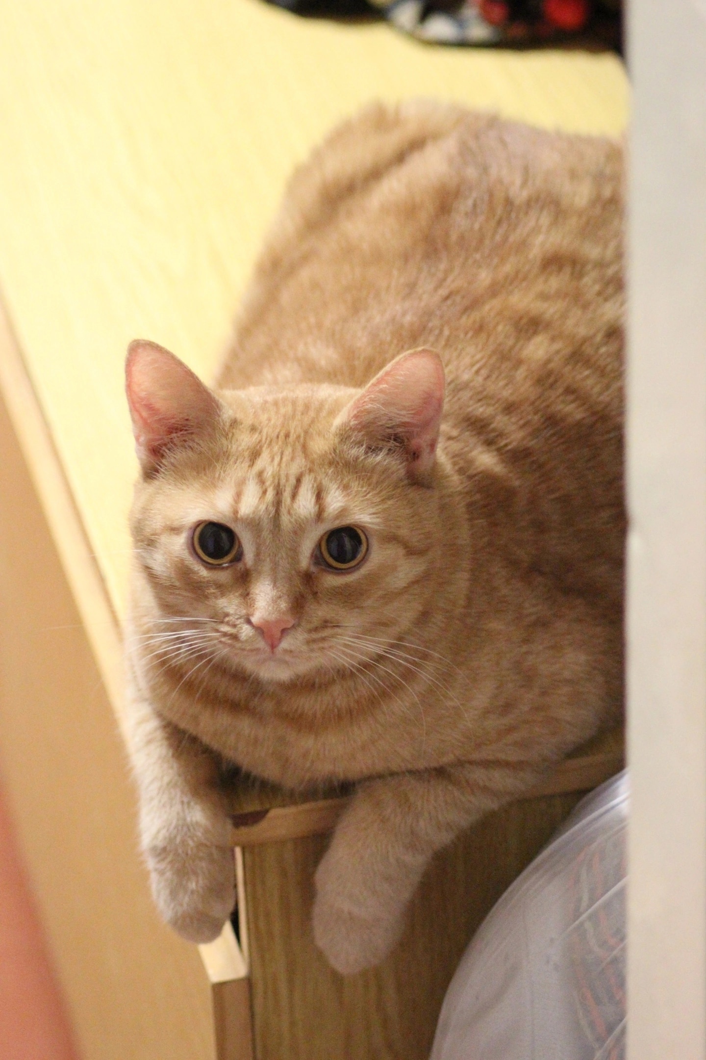 Коты Елены Алексеевны