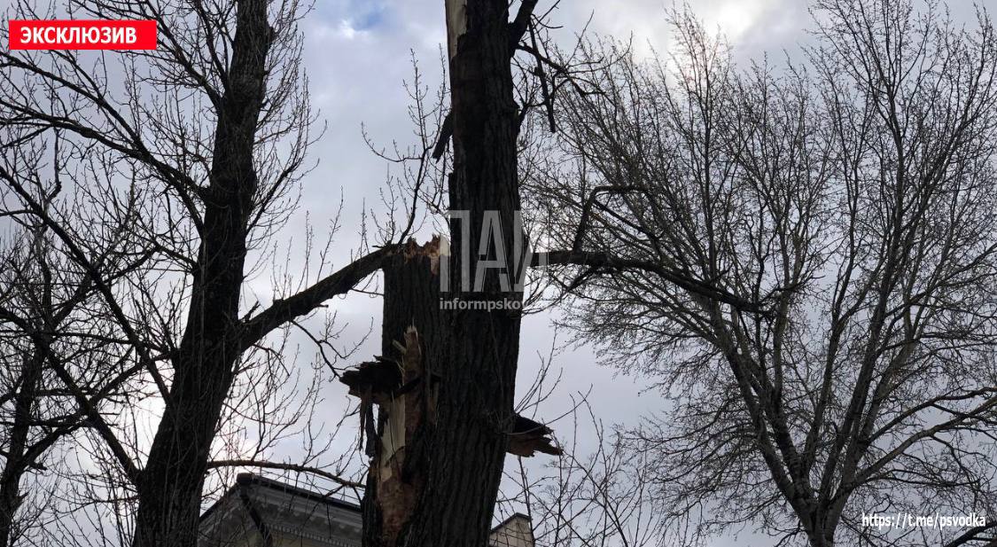 Деревья упали на движущиеся машины на Октябрьском проспекте в Пскове 