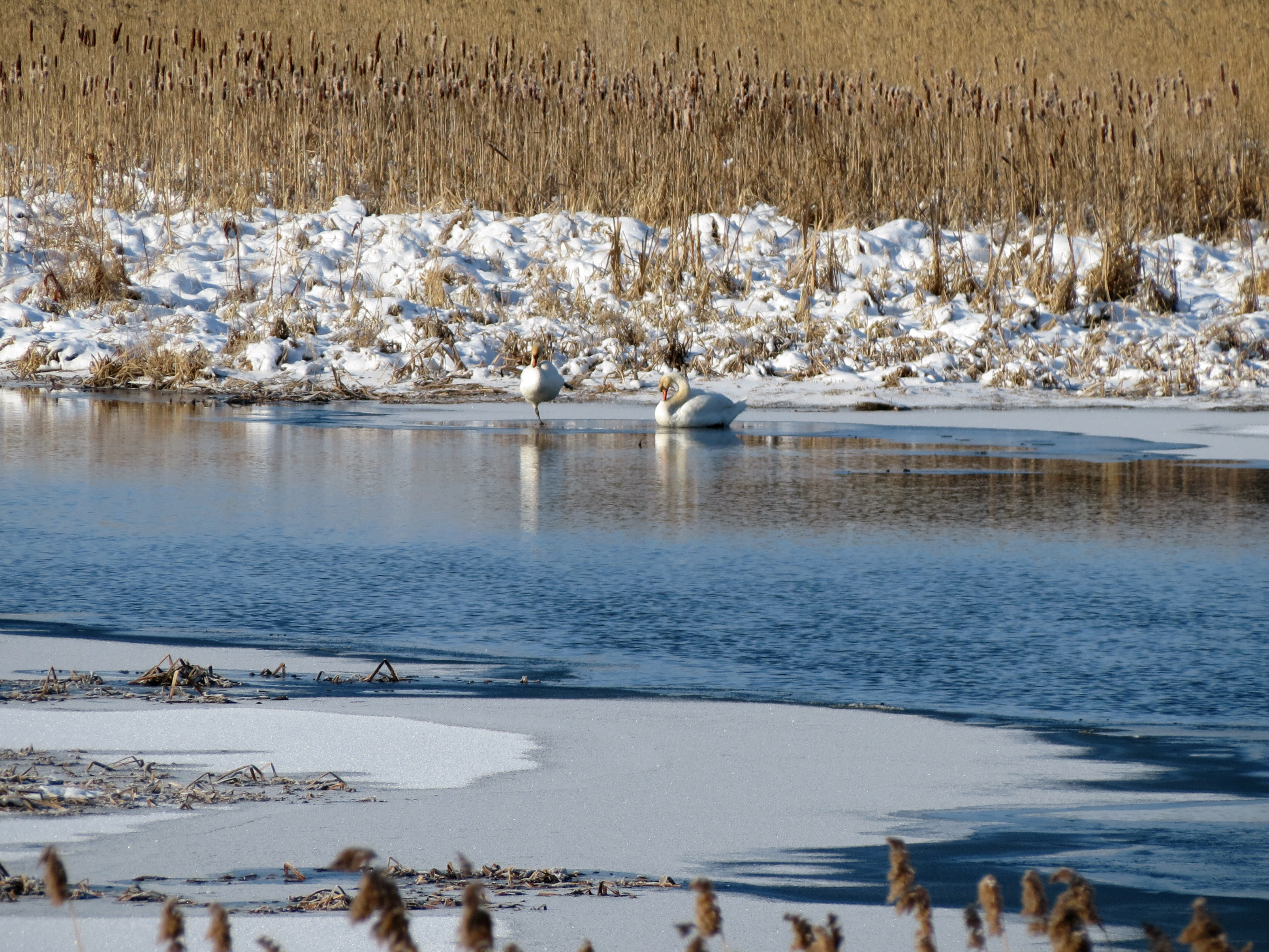 Что бы лебедям перезимовать на псковских водоёмах им обязательно нужна открытая вода.