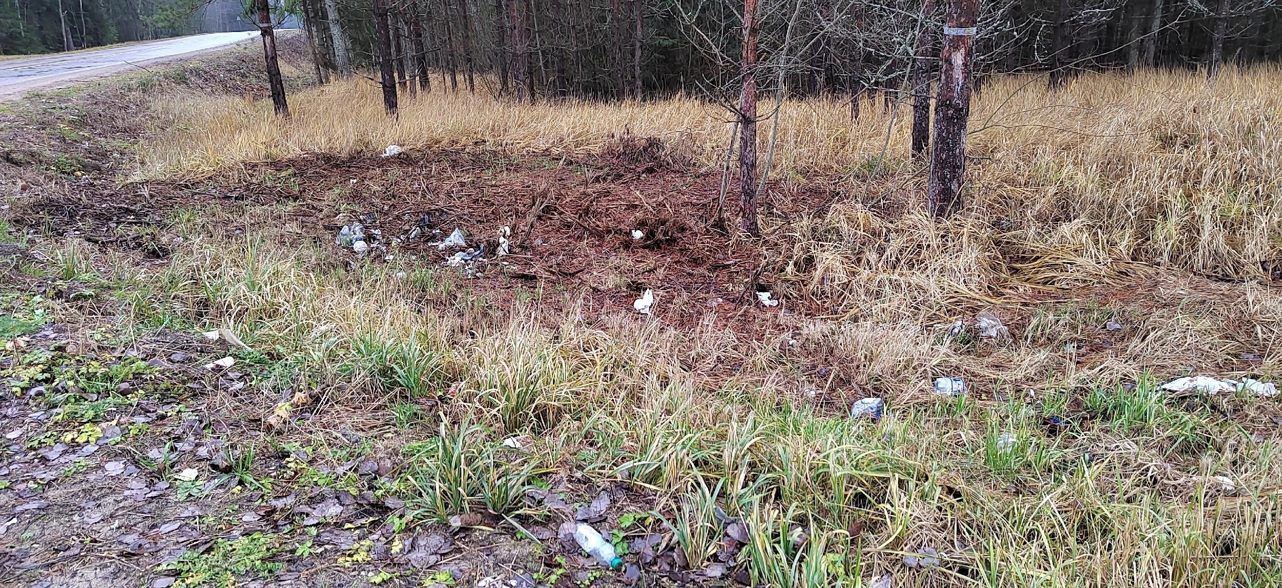 Жители Стругокрасненского района вышли на уборку леса