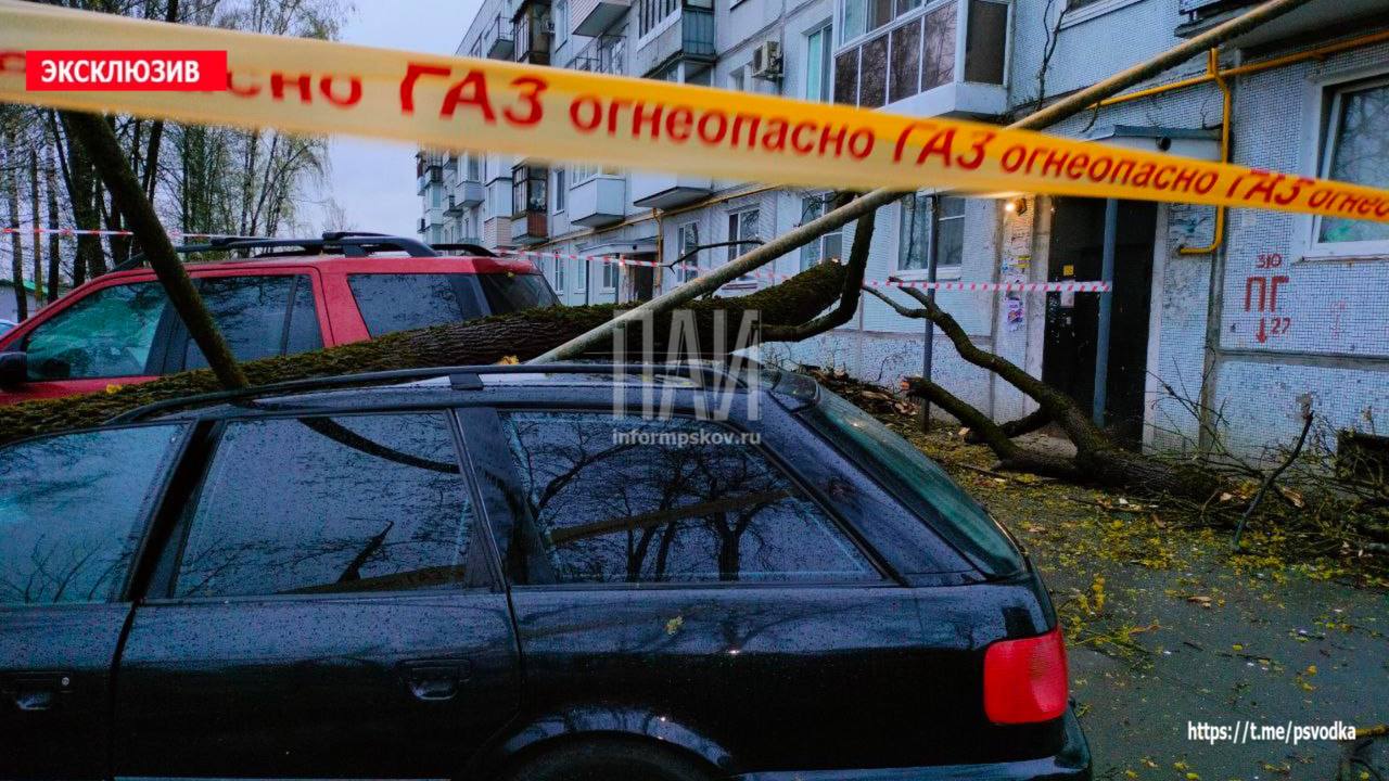 Упавшее дерево повредило автомобиль и газопровод в Пскове