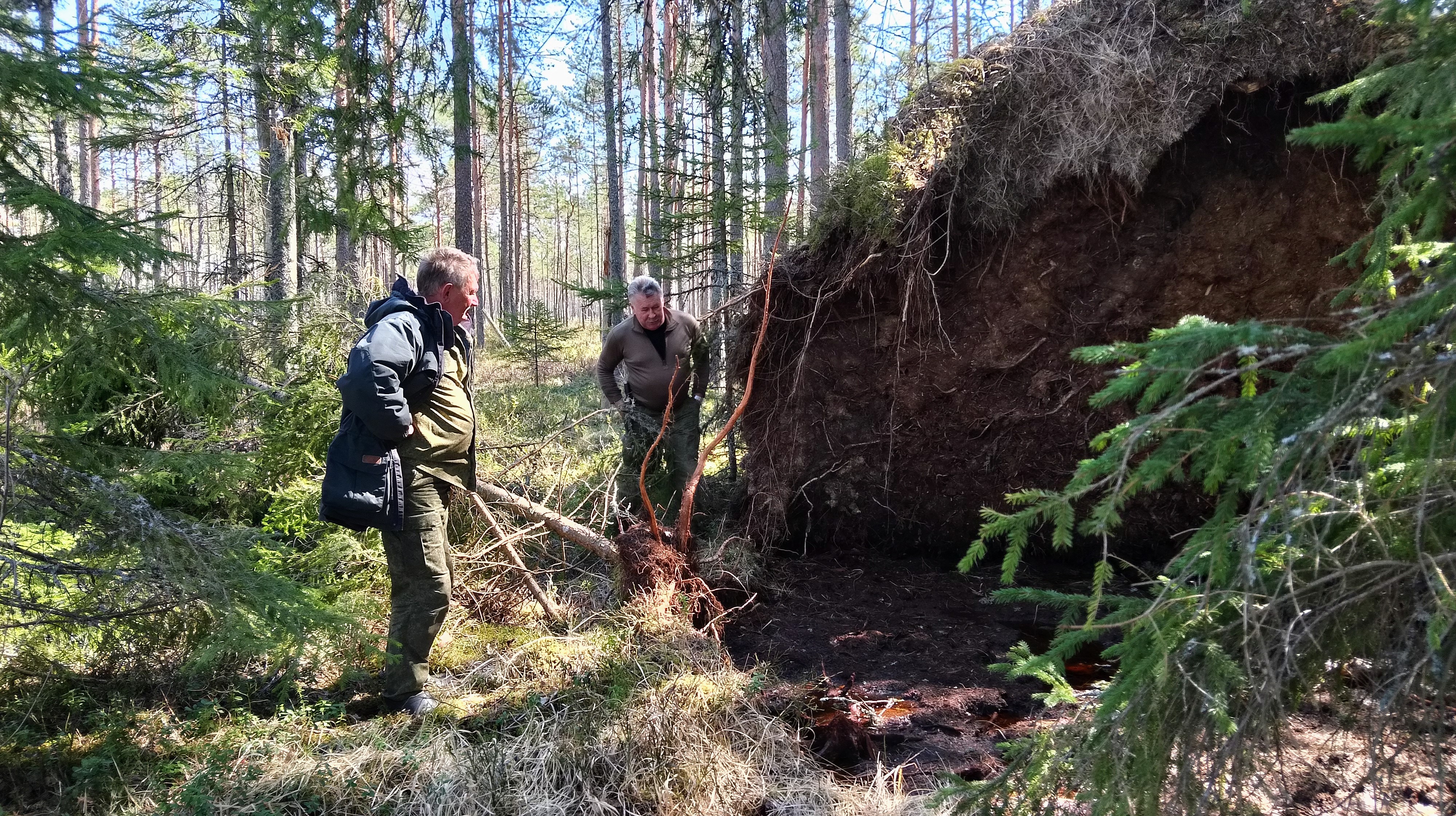 По такому лесу сильно не разгуляешься