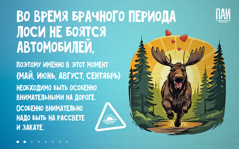 Что делать, чтобы избежать на дороге встречи с лосем