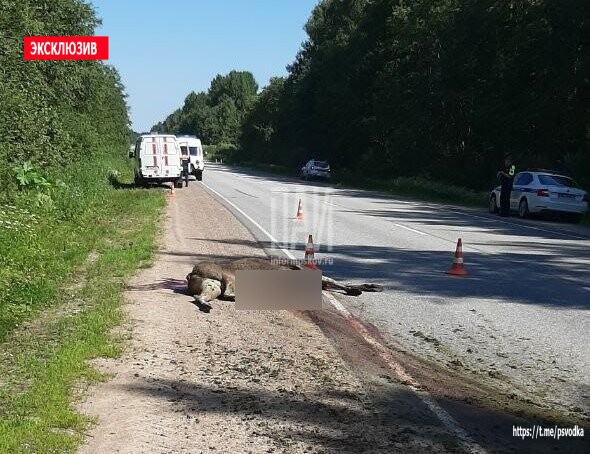 Женщина пострадала в ДТП с лосем в Гдовском районе