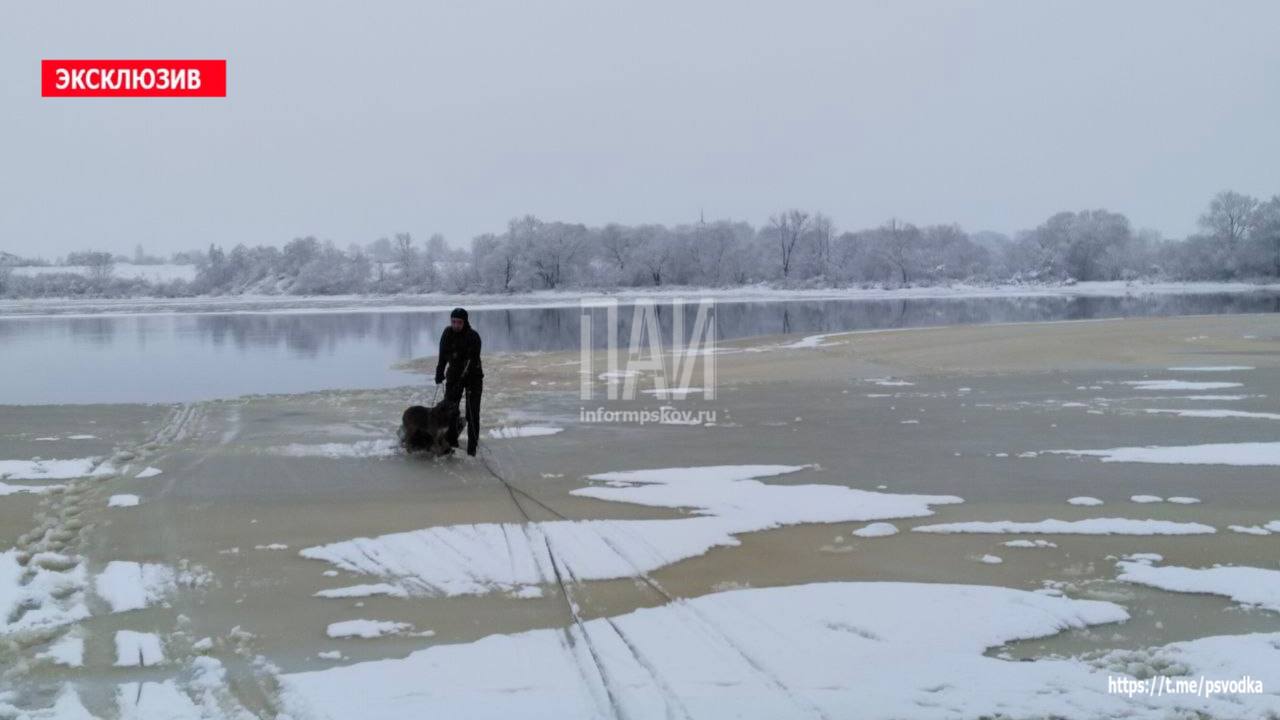 Спасатели вытащили тонущую в реке Великой собаку