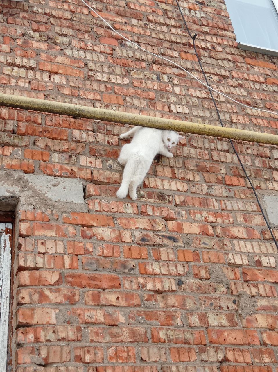 Кота-скалолаза заметили в Опочке