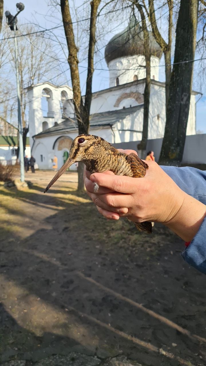 Спасённый вальдшнеп с цветами 