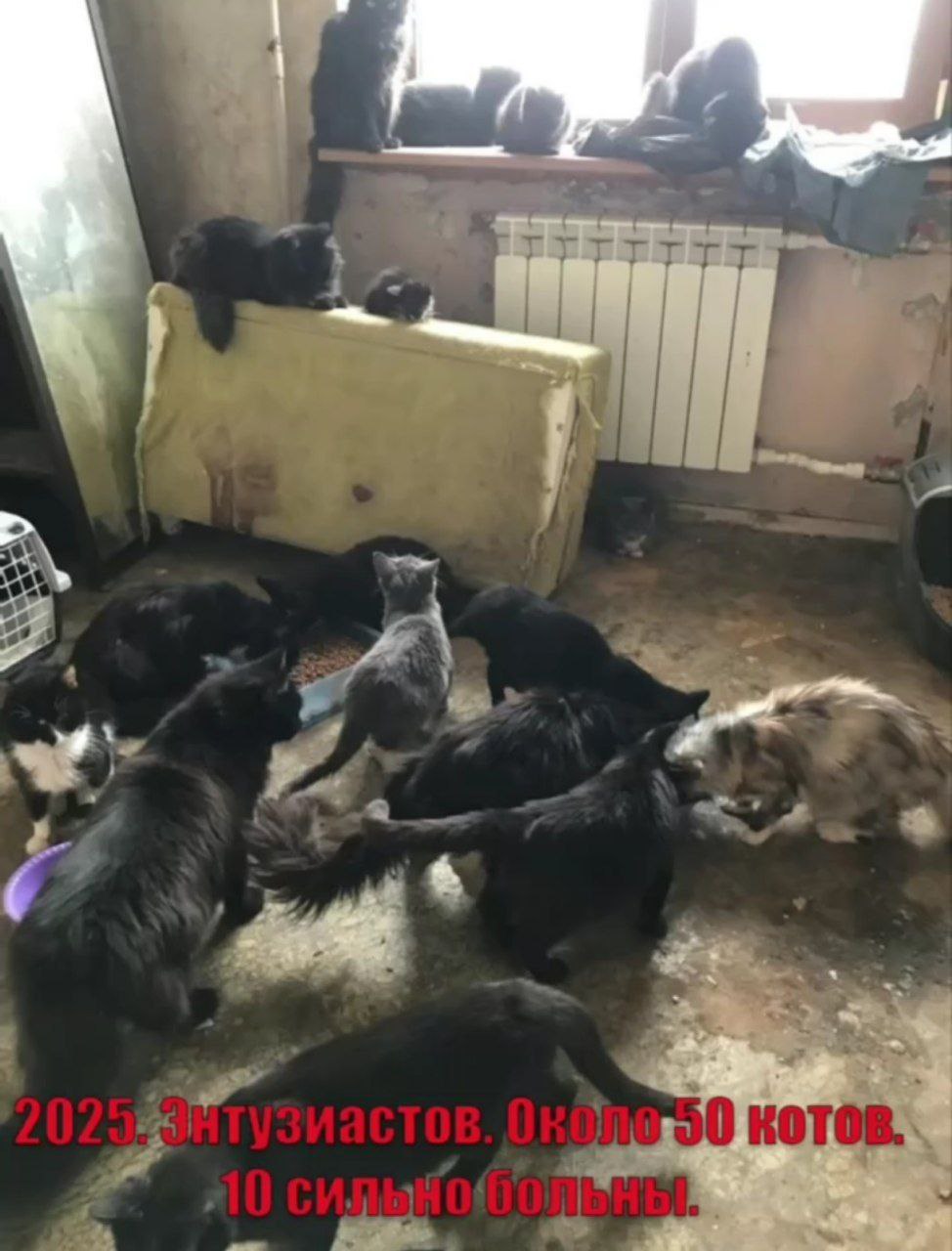 Ужасающие условия в квартире 