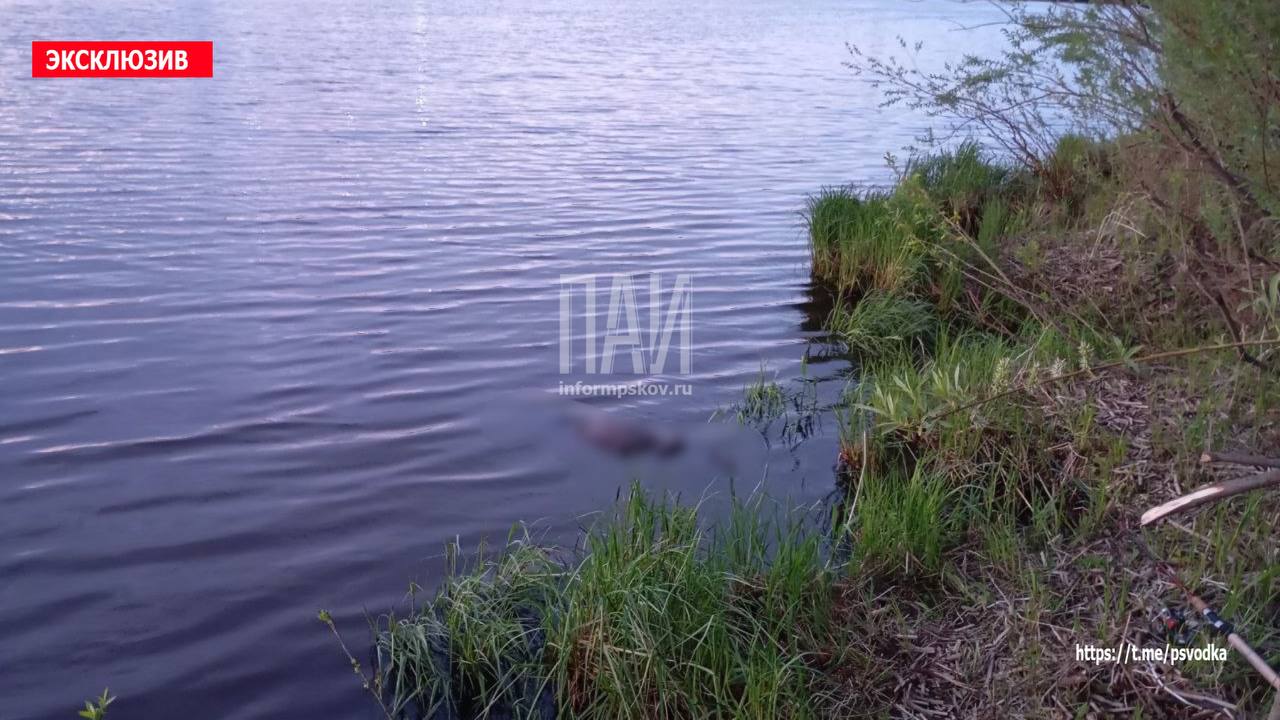 Рыбак вытащил из реки Великой тело мужчины 