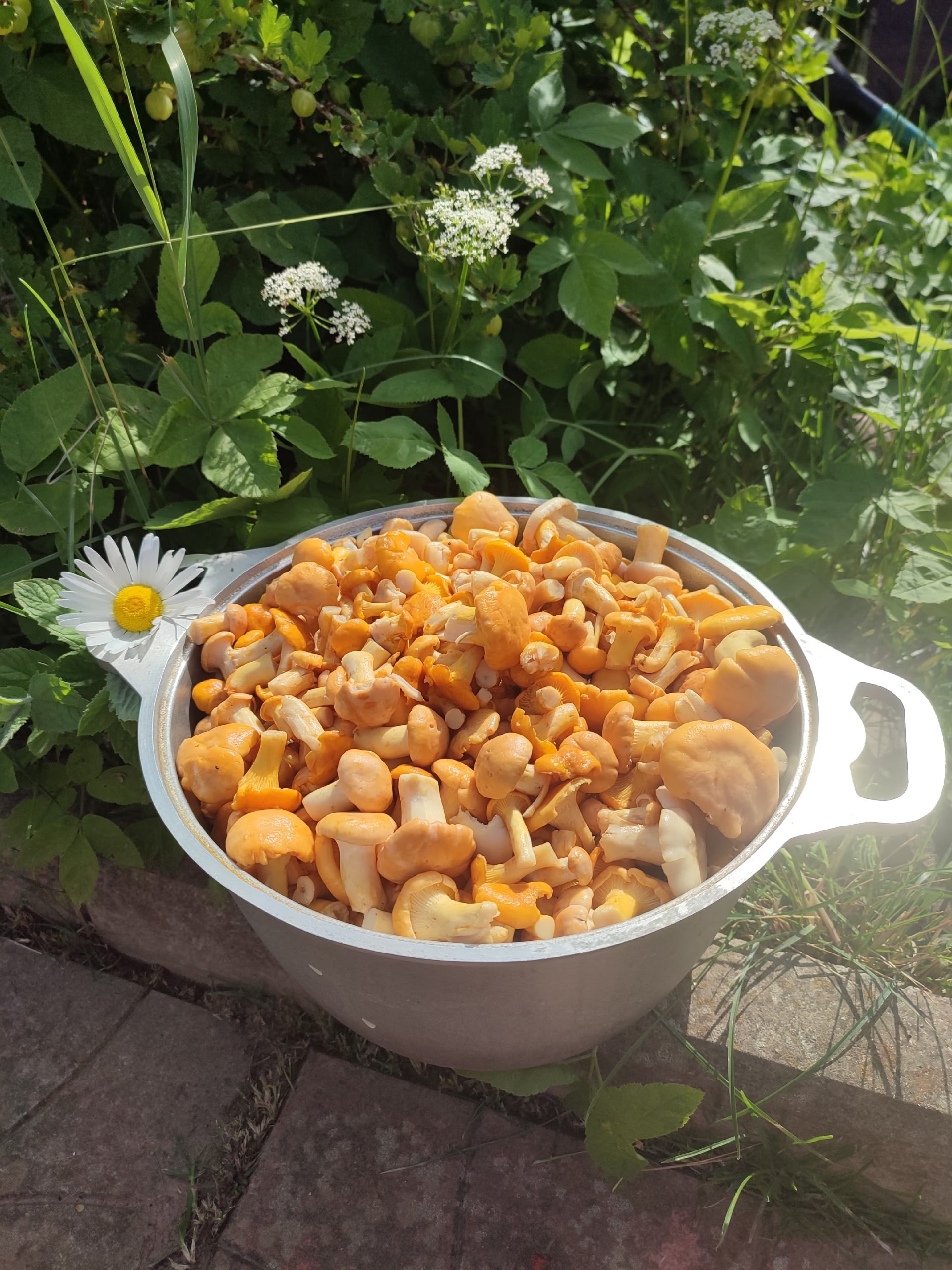 Сезон лисичек в Великолукском районе