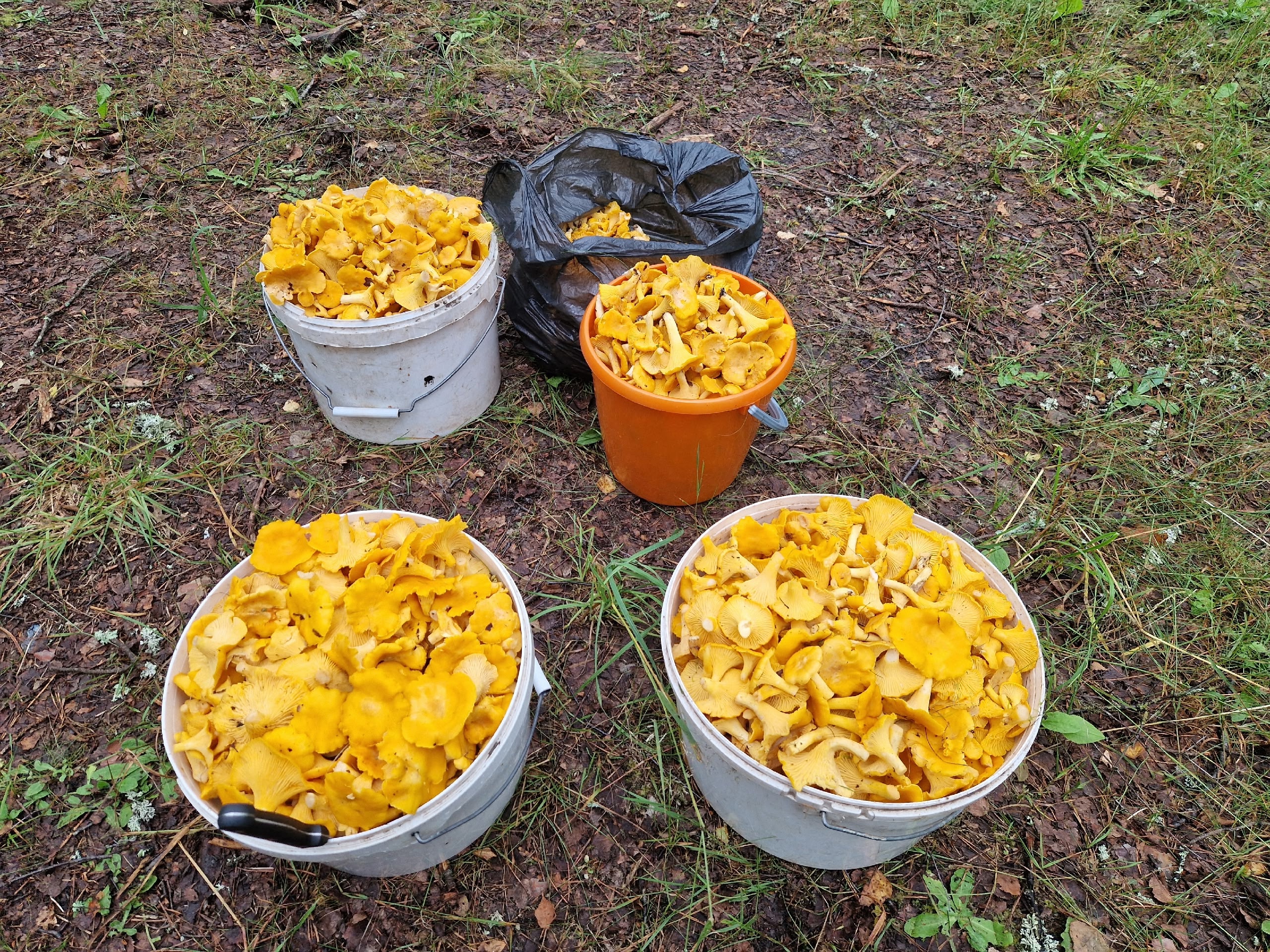 Лисички атакуют 
