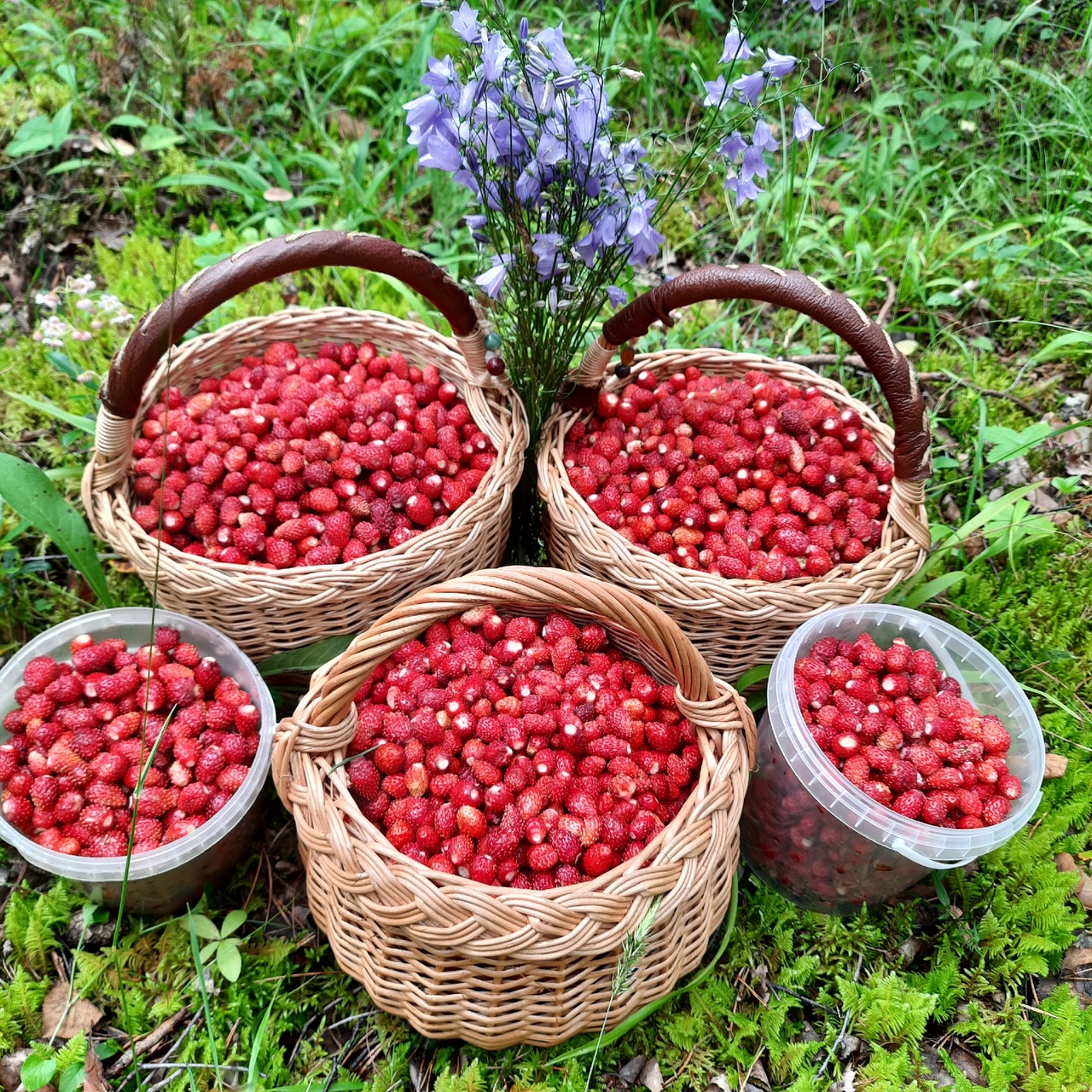 Сезон по землянике закрыт 
