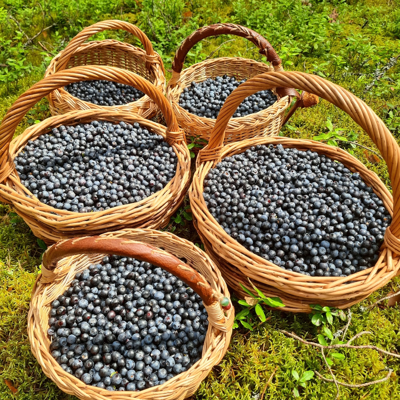 Ручной сбор черники 