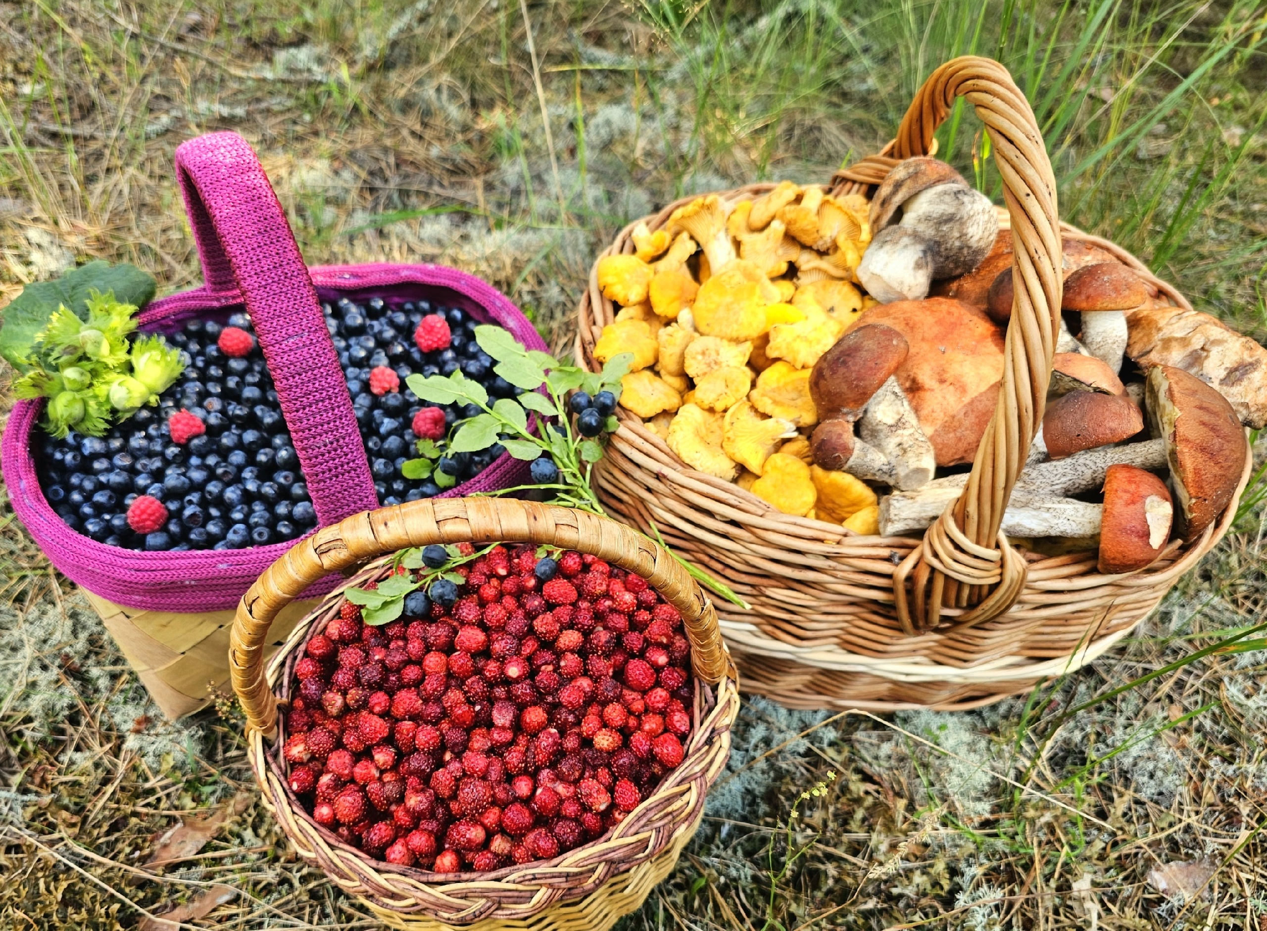 Сбор земляники и черники в Гдовском районе