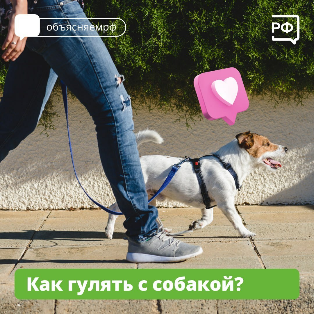 Главное правило при прогулке с собакой назвали специалисты