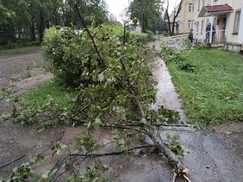 Поваленные деревья