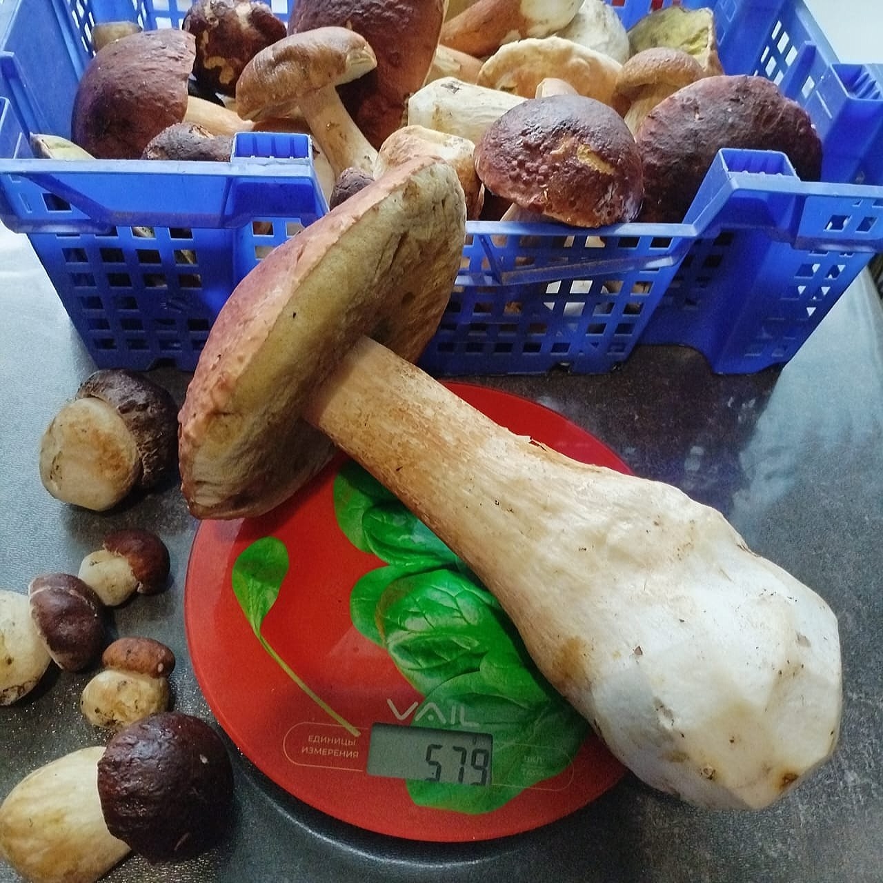 Боровик 