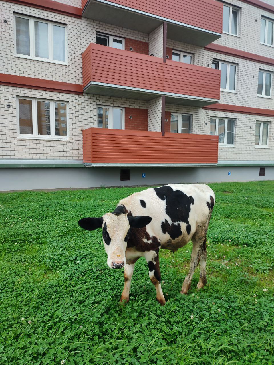 Телёнок на выгуле 