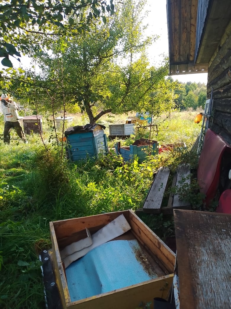 Медведь лютует в Куньинском районе