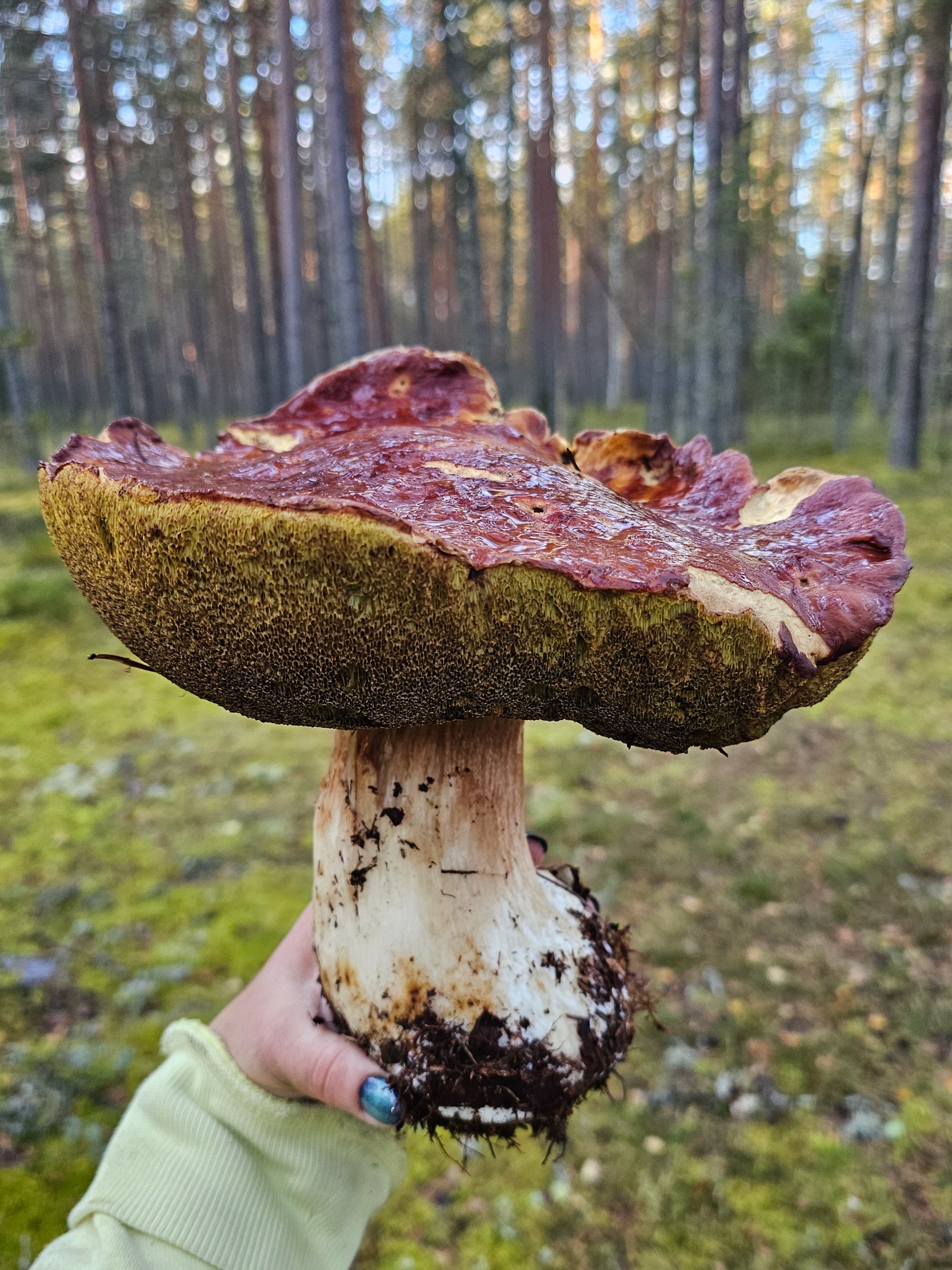 Псковский богатырь 