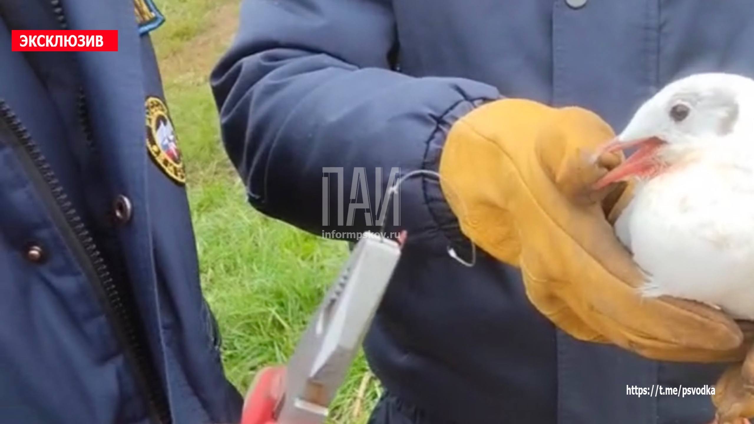 Спасение чайки в Пскове 