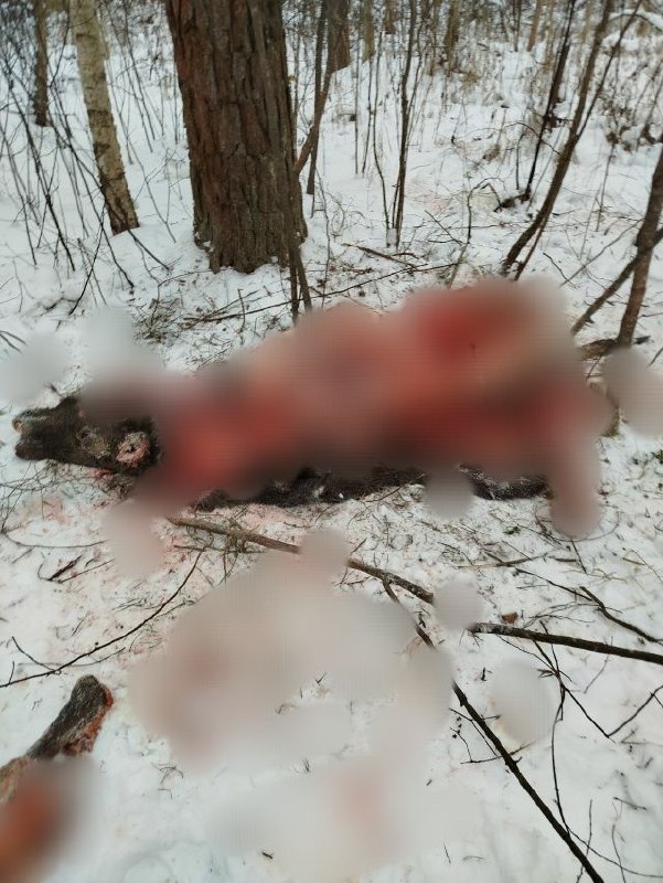 Вопиющий случай в Псковском округе 