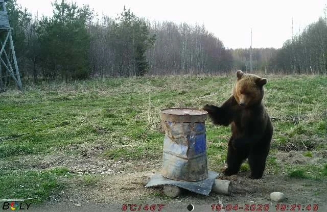 Медведь попал в фотоловушку