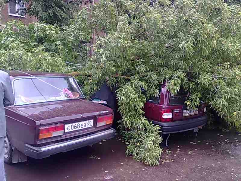 Возле Торгового центра в городе Пскове упало дерево (Фото 1)