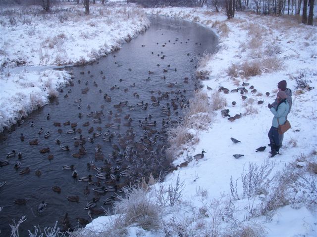 Лебёдушка. (Фото 1)