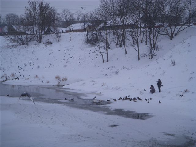 Белеет лебедь одинокий … (Фото 1)