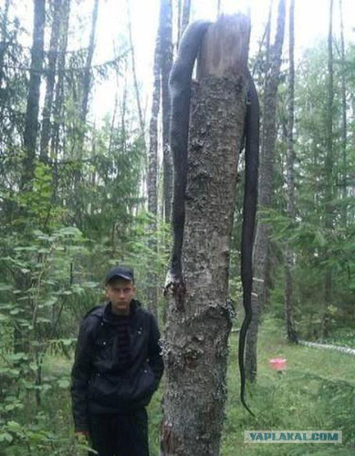 На заброшенном псковском полигоне завелись змеи-мутанты (Фото 1)
